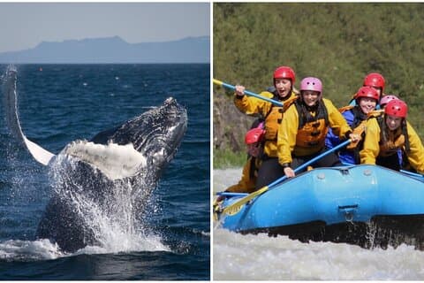 Whale Watching and Rafting Tour from Reykjavik