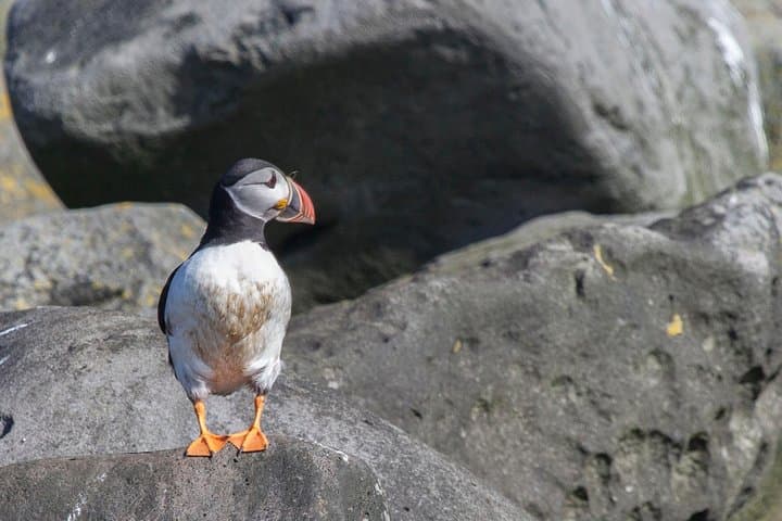 Iceland Super Saver: Puffin Cruise plus Whale-Watching Tour from Reykjavik