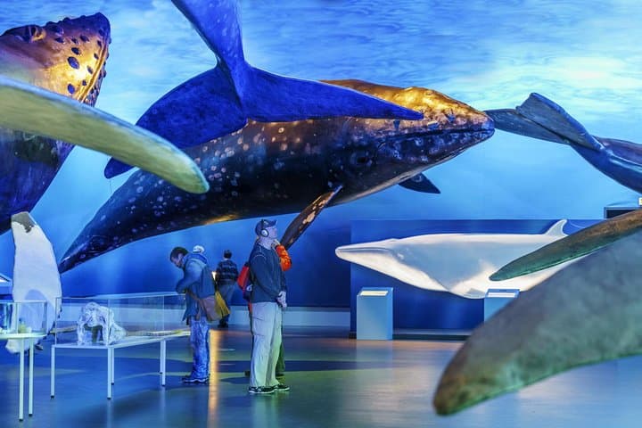 Whales of Iceland Exhibition