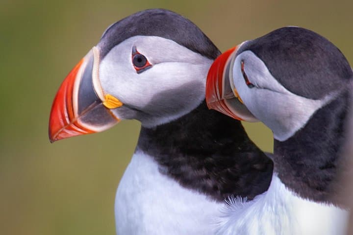Puffins in the South Coast