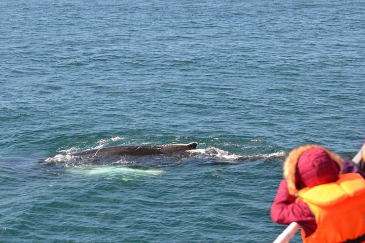 Icelandic Horse Riding and Whale Watching Cruise from Reykjavík