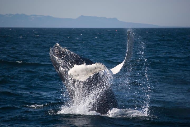 Icelandic Horse Riding and Whale Watching Cruise from Reykjavík