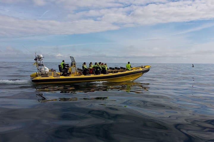Whale watching on 2 hour tour