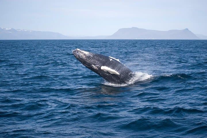 Reykjavik ATV & Whale Watching Full-Day Adventure