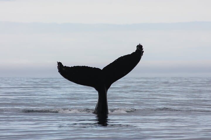 Reykjavik Whales & White Water Rafting Adventure