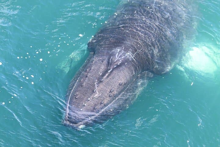 Reykjavik Whales & White Water Rafting Adventure
