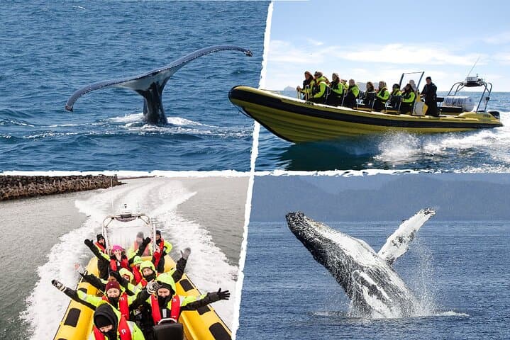 Whale Watching by RIB Speedboat from Downtown Reykjavik