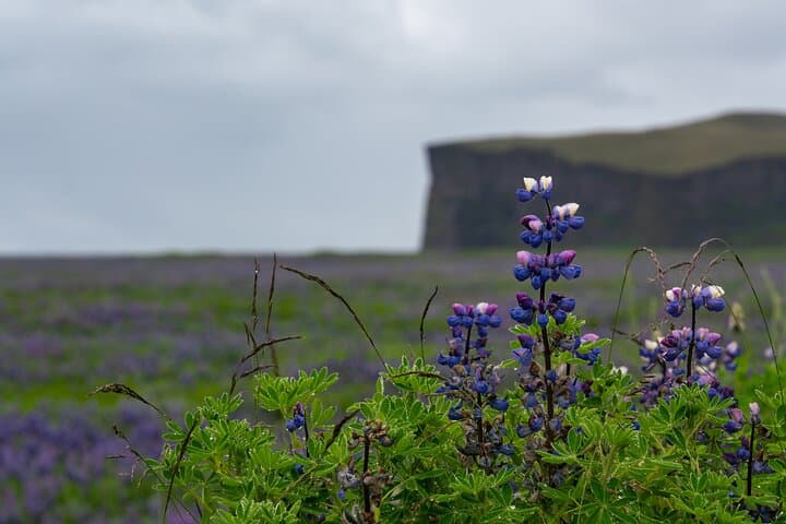Full-Day Private Tour to Explore South Coast of Iceland