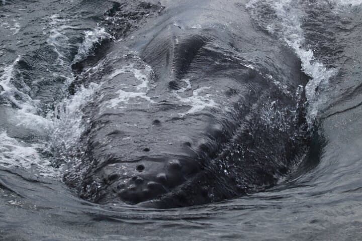 Up close with a gentle giant — witness the detail and strength of a humpback whale’s head.