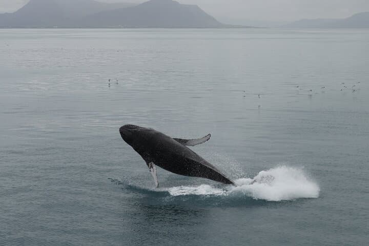 A humpback whale bursts from the ocean with Iceland’s dramatic coast as the backdrop.