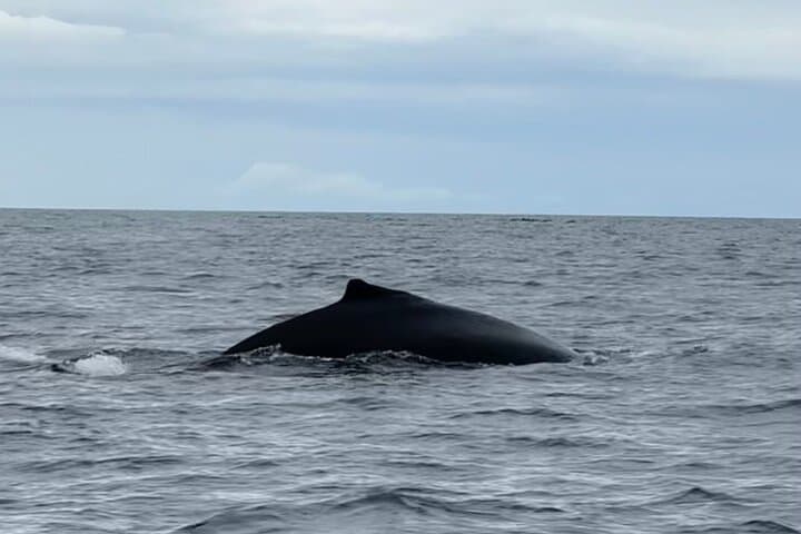 Whale Watching - RIB Boat Adventure in Kopavogur, Iceland