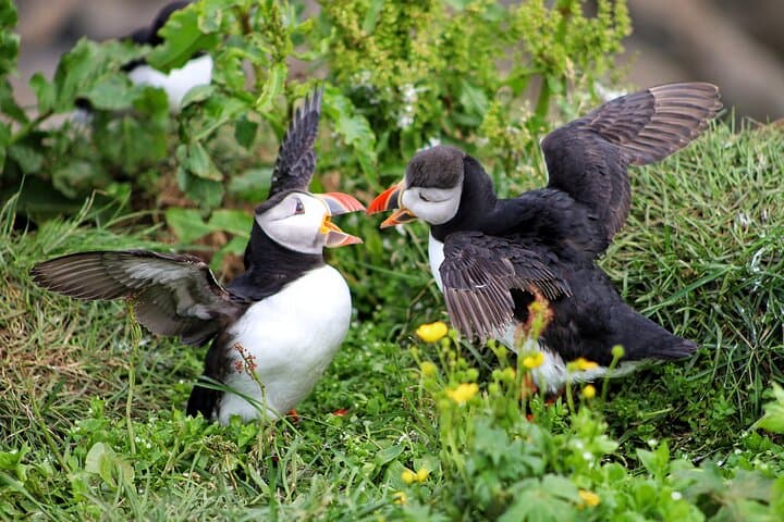 Private Puffin Encounter from Port of Seydisfjordur