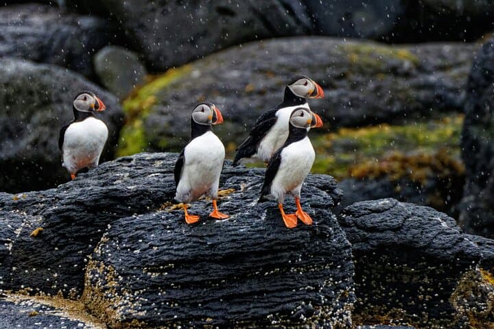 Puffin Jet ski tour in Reykjavík