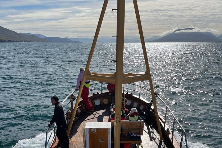 Whale Watching from Akureyri Port