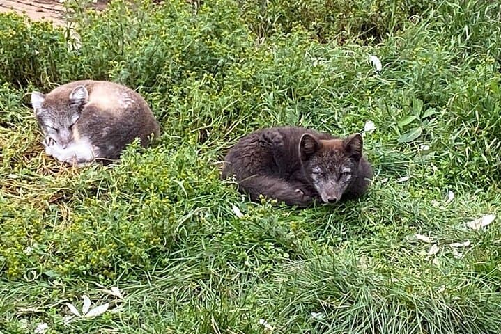 Tour to The Arctic Fox Centre