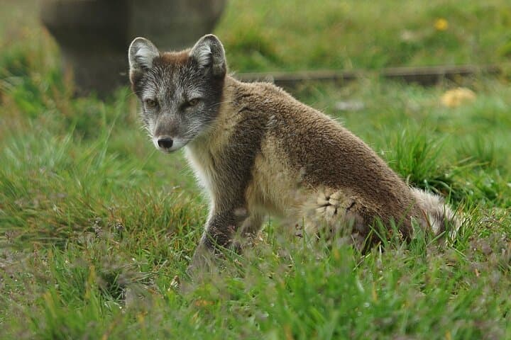 Tour to The Arctic Fox Centre