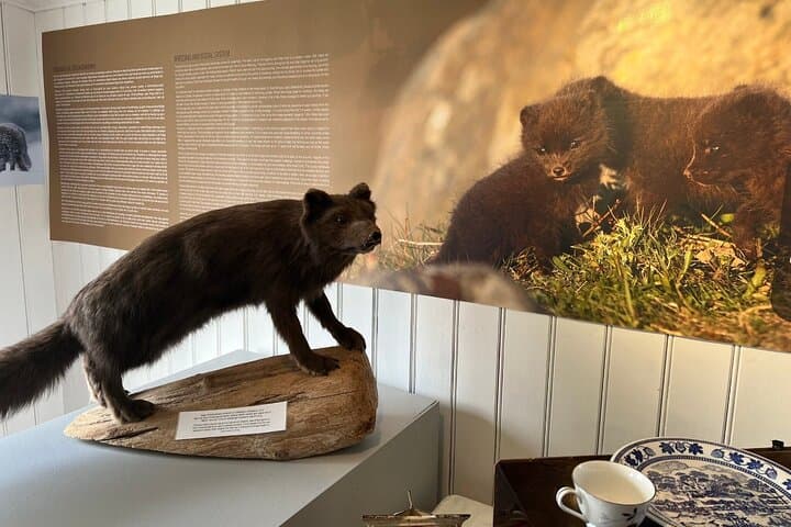 Tour to The Arctic Fox Centre