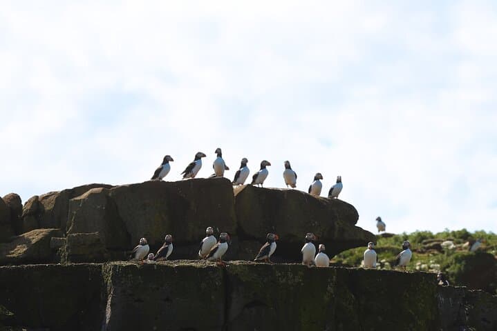 Puffin Jet ski tour in Reykjavík