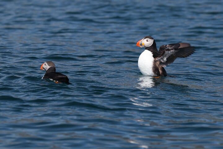Puffin Jet ski tour in Reykjavík