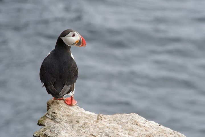 Whale and Puffin Watching in Hauganes from Akureyri with Transfer