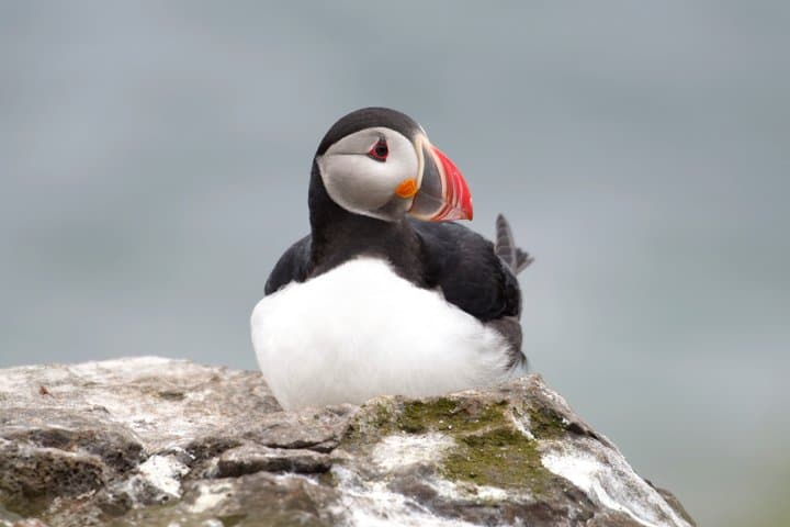 Whale and Puffin Watching in Hauganes from Akureyri with Transfer