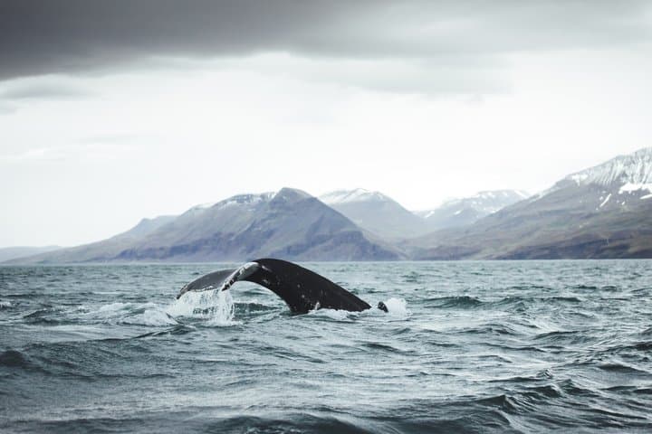 Whale and Puffin Watching in Hauganes from Akureyri with Transfer