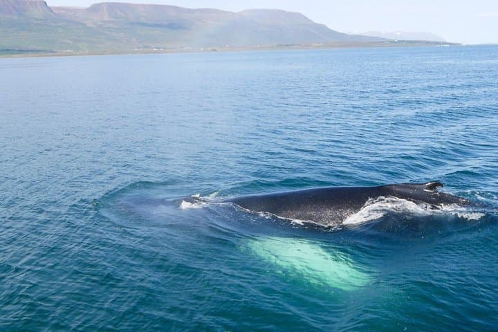 Whale and Puffin Watching in Hauganes from Akureyri with Transfer