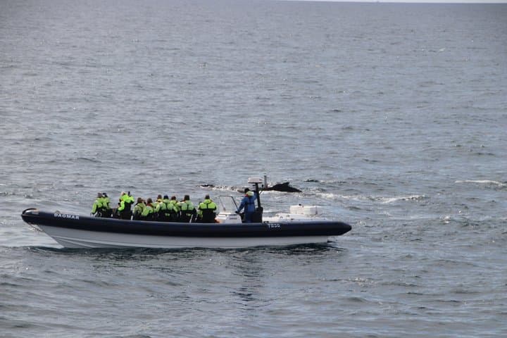 RIB Whale Expedition Speed Adventure