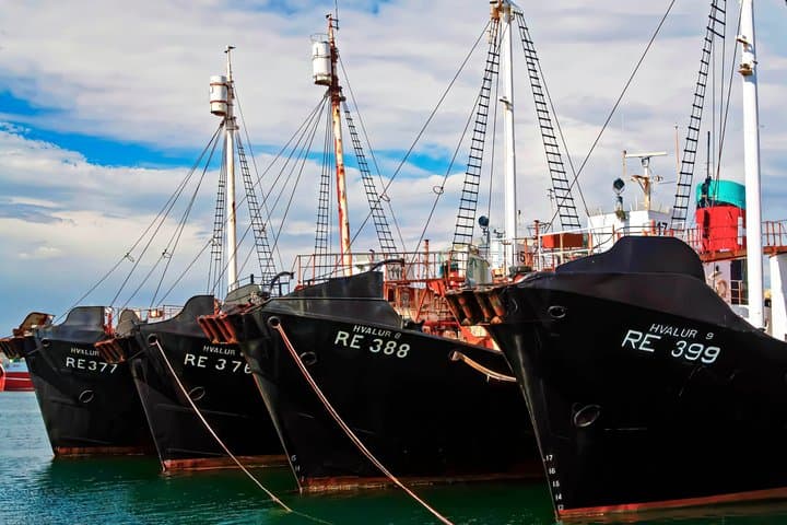 Reykjavík Walking Tour with Audioguide on your Smartphone