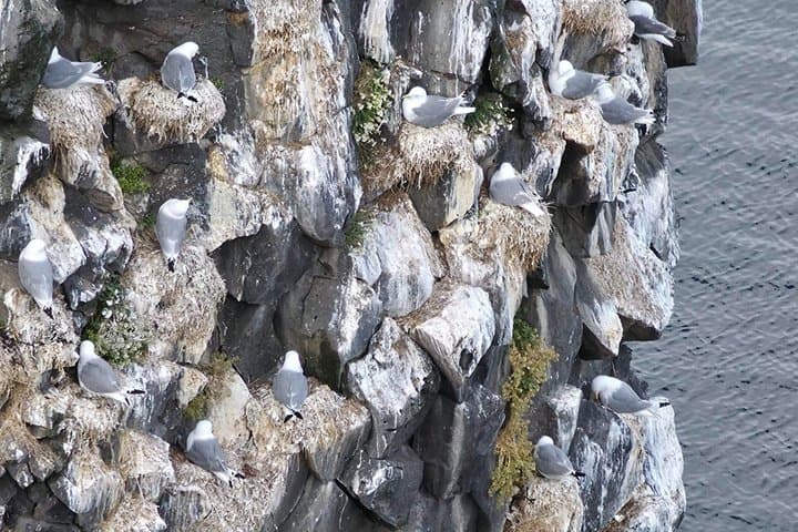 Snæfellsnes Peninsula Private Guided Tour