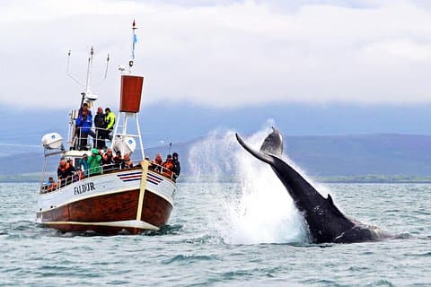 Húsavík Traditional Whale Watching by Local Family Company