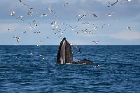 The Original Classic Whale Watching from Reykjavik