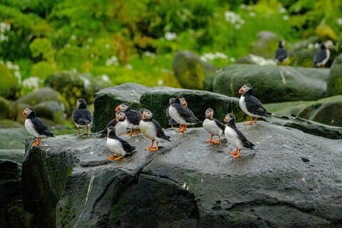 Puffins the islands outside of Reykjavík