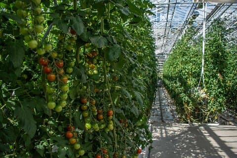 Tomato farm of Friðheimar