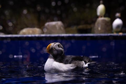 Beluga and Puffin Sanctuary Visitor Centre with Aquarium