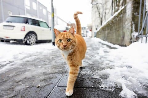 One of the cute kitties living in downtown Reykjavik, they´re everywhere!