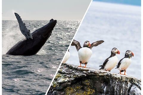 Enjoy the best of Iceland’s wildlife — spot majestic whales and colorful puffins on a combined boat tour from Reykjavík.