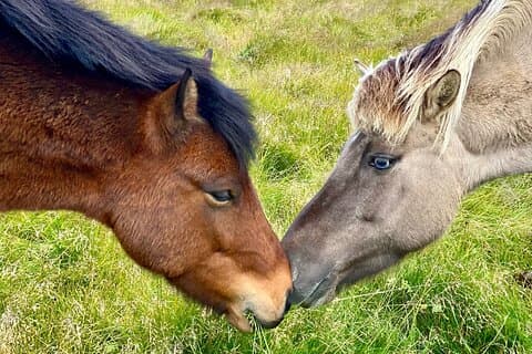 Farm Visit & Cozy Stay with Golden and Silver Circle Wonders