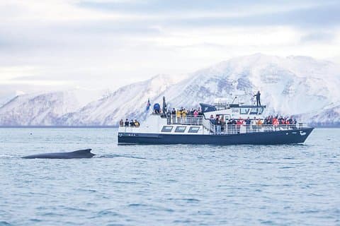 Húsavík: Family-Run Whale Watching Tour