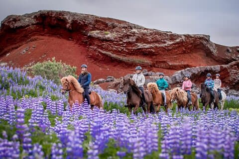 Icelandic Horseback Riding Tour from Reykjavik