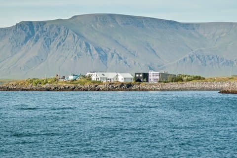 Private Shore Tour: Best Value Whale Watching from Reykjavik