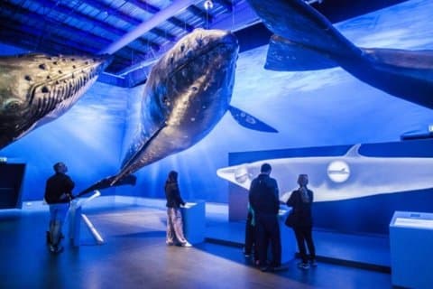 Whales of Iceland: An Ocean Giants Experience