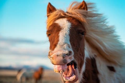 Golden Circle & Meet the Icelandic Horses - Small Group Tour