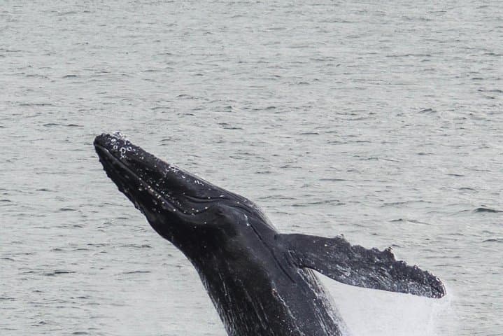 See the Northern Lights and whales in Reykjavik with this Super Saver