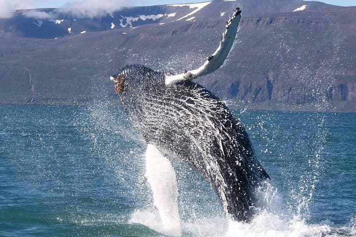 A humpback whale in Faxa bay