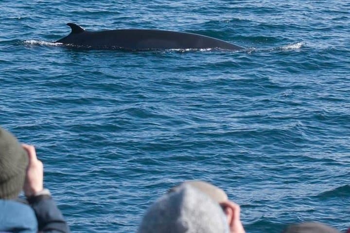 Watch for whales after a quad bike safari on this action-packed day trip