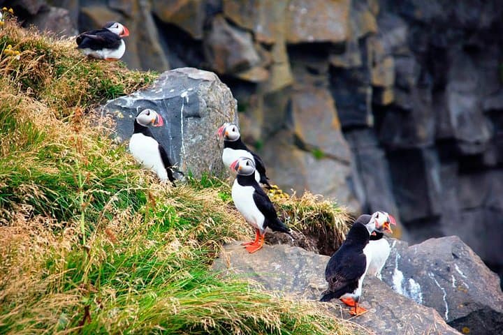 Puffins on the south coast (mid-summer only)
