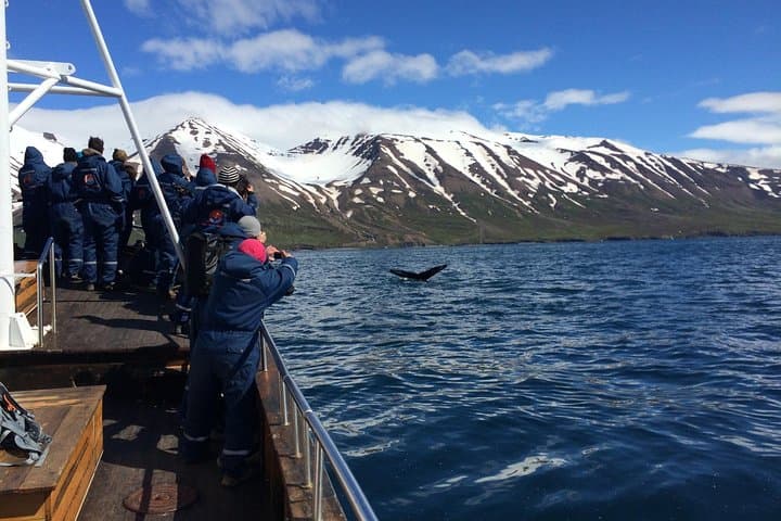 Whale Watching