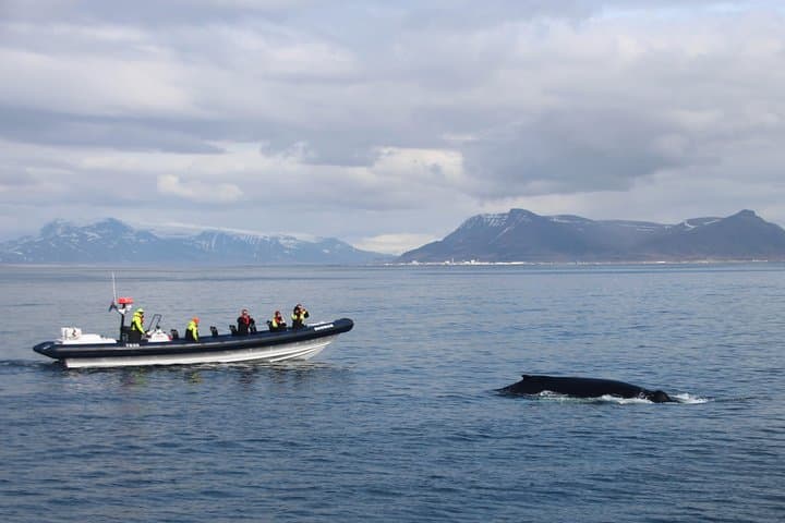 RIB Express Whale Watching - Dagmar