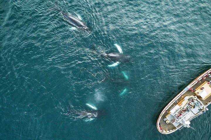 Curious humpbacks close to our boat